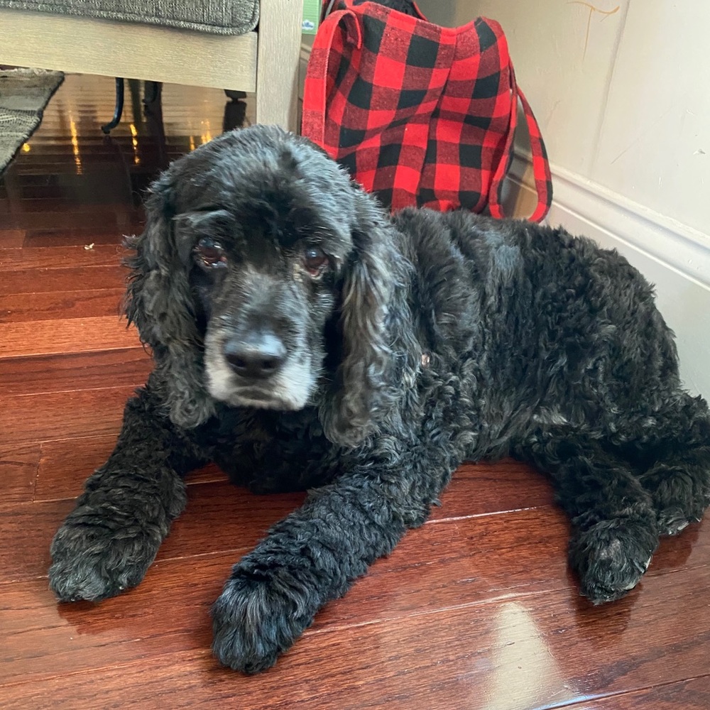 Meet your Posher, Martha